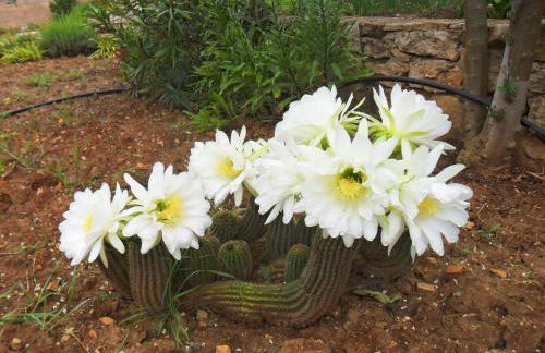 Apartments Villa Marija - Foto 36