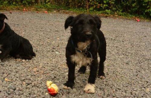 Pine Tree Lodge, Bridgnorth - Foto 91