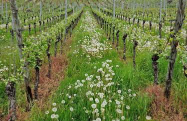 Familie Jonas - Foto 33