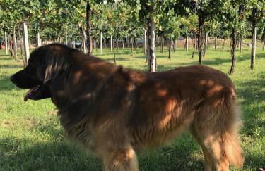 Agriturismo La Montina - Foto 43