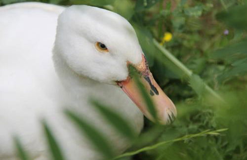 Pò delle Buche - Photo 46