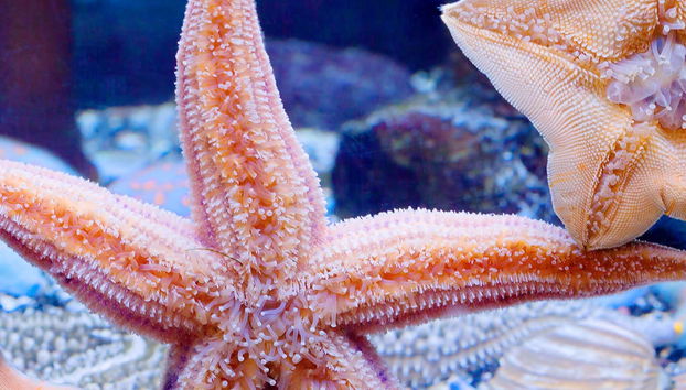 Inbursa Aquarium Ticket - Foto 4