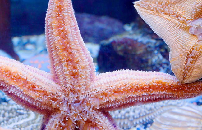 Inbursa Aquarium Ticket - Photo 4