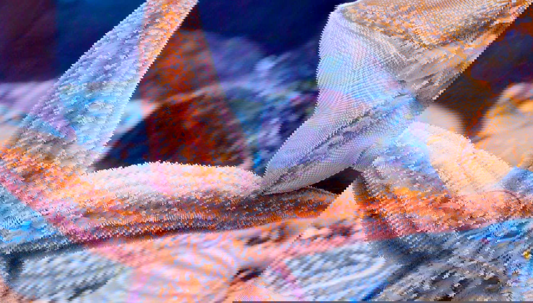 Billet pour l'aquarium Inbursa