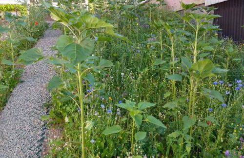 Ferienhaus Fräulein Frenz - Foto 15