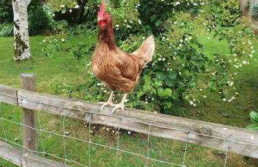 Modern, self-contained annexe in the countryside - Photo 15