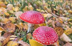 Little Plas - Foto 16