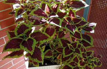 Apartament B & S - Free Garage Parking - Foto 30