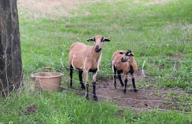 Château Doré les Tours - Appartement Renard - Proche Puy du Fou - Photo 33