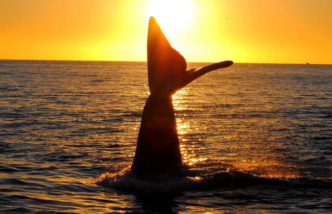 Estancia San Lorenzo Trip & Whale Watching - Foto 7