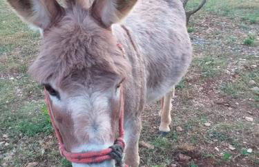 Rural Apartment Ante - Photo 21