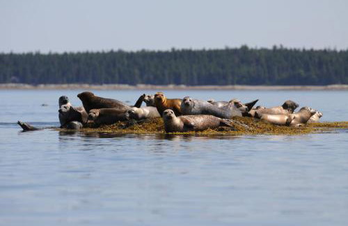 Acadia Ocean Front Garden Cottages - Foto 6