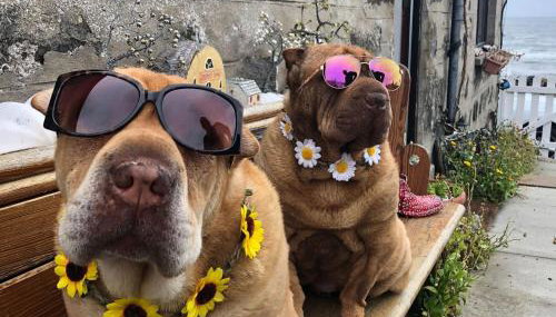 Pew With a View - Seafront Cottages - Foto 4