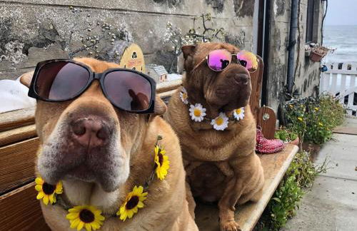 Pew With a View - Seafront Cottages - Foto 4