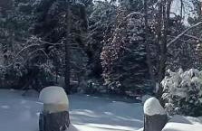 refugio en el bosque - Foto 13