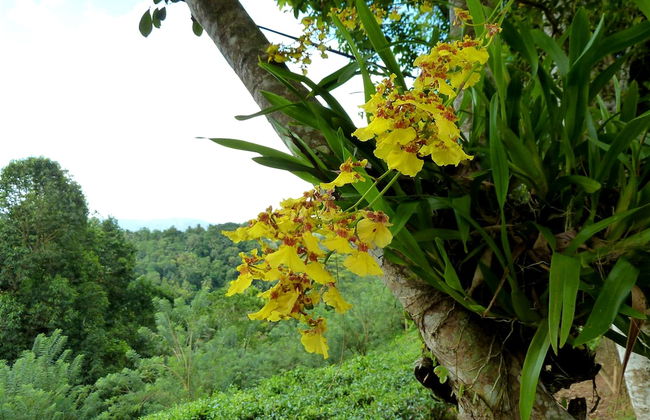 Captain's Bungalow - Foto 54