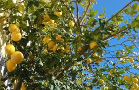 Appartamento Valentina - Casa Vacanze La Limoncella - Foto 19