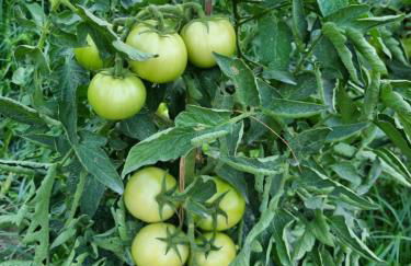 Cortijo Don Enrique - Foto 49