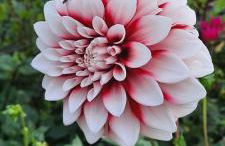 Forest Inn, retreat in nature - Foto 12