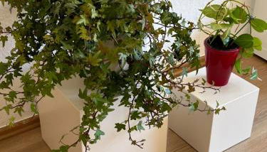 Stadtflair am Portikus - Foto 4, Garden