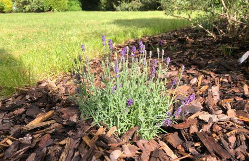 Idas Garten - Foto 36