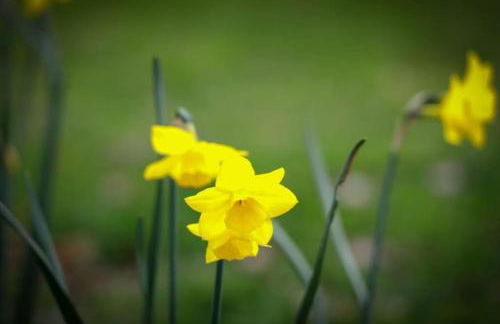 Blackberry Annex. Detached cottage. Rural location - Foto 28