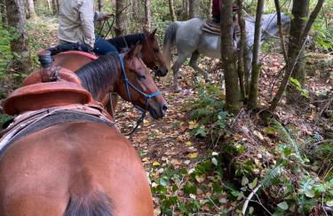 Rainier view farm stay cabin - Foto 11