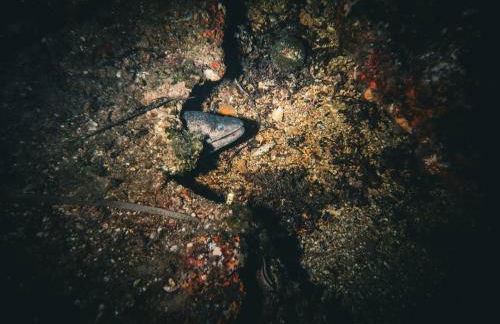 Rivage de Rêve - Hyères Plage - Foto 35