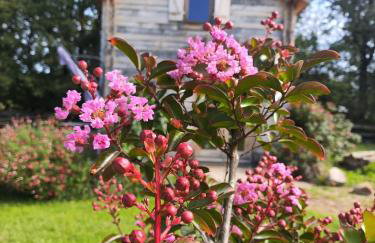 Au chant des oiseaux - rouge gorge - Foto 30