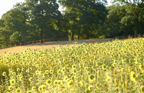 Woodland Retreat - Foto 19