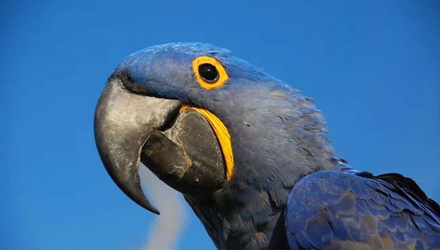 Contemplaremos una amplia diversidad de aves