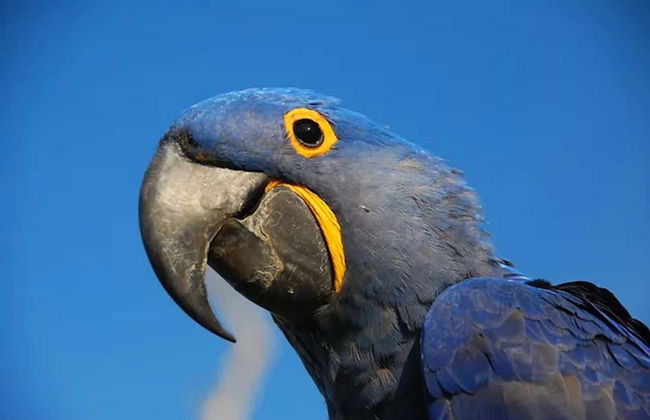 Safari por el pantanal de Mato Grosso - Foto 4