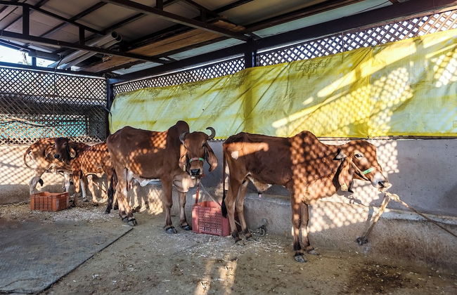 CosmicStays Parambi Farm- Vintage Charm - Foto 18