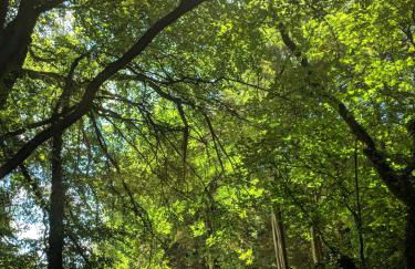 5 star Cotswold luxury with orchard garden - Foto 8