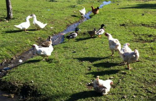 Risoturismo-Quinta das Pias - Holiday Farm - Foto 50