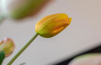 Itsasaurre - baskeyrentals - Foto 7