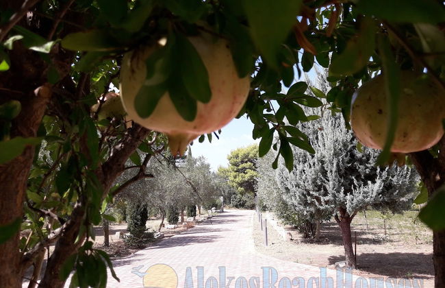 Alekos Beach Houses - Natura Gialla - Foto 24