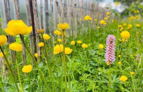 Ferienhof Alte Wildmeisterei - Fewo Gartenblick - Foto 22