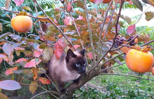 Quinta da Pavoa - Cottage House - Photo 33