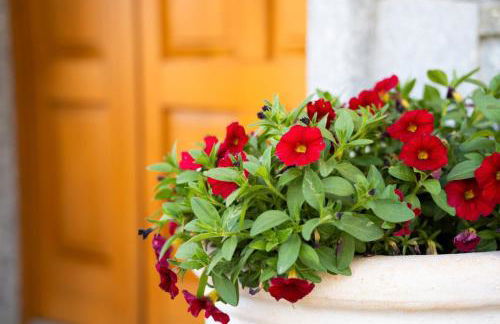 Piccola Orchidea - Photo 55