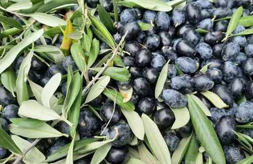 Agriturismo Torre Gialluise - Photo 33