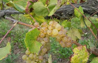 Quinta de Pindela - Natureza e Tradicao - Foto 54