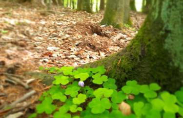 Ferienhaus Am Anger - Foto 29