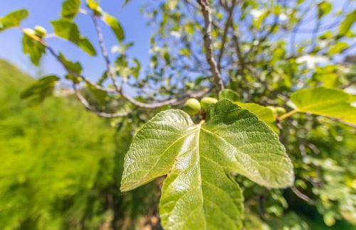 Casa Pájaro Colores in Bolonia - Foto 68