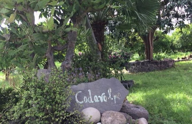 Codavolpe Giardino di Tea - Foto 28