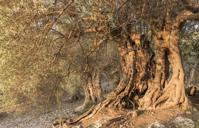 Hotel Monnàber Vell - Foto 67