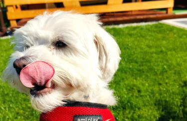 MIODOWA SADYBA Domki całoroczne Kluczbork - Foto 52