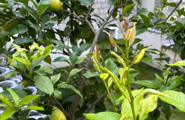 Rosa del lago - Foto 17