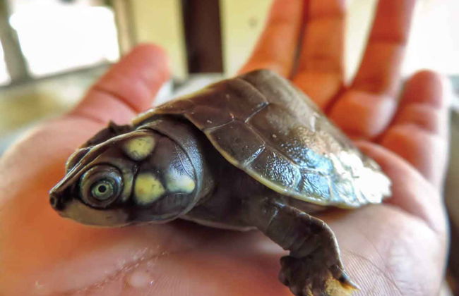 Arapiuns River Communities Tour - Photo 7