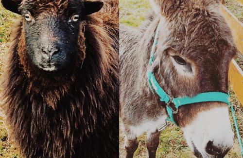 La Fuentona de Santillana - Foto 35